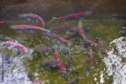 Sockeye Salmon in Freshwater Phase