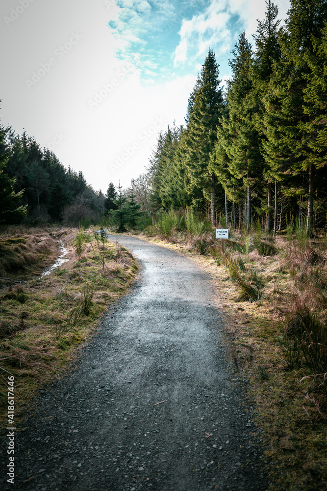 Woodland path through a forest winding between large fir trees in the spring sunshine. Beautiful morning sunlight shining on the green leaves with blue sky and soft clouds. Woodland path through a forest winding between large fir trees in the spring sunshine. Beautiful morning sunlight shining on the green leaves with blue sky and soft clouds.