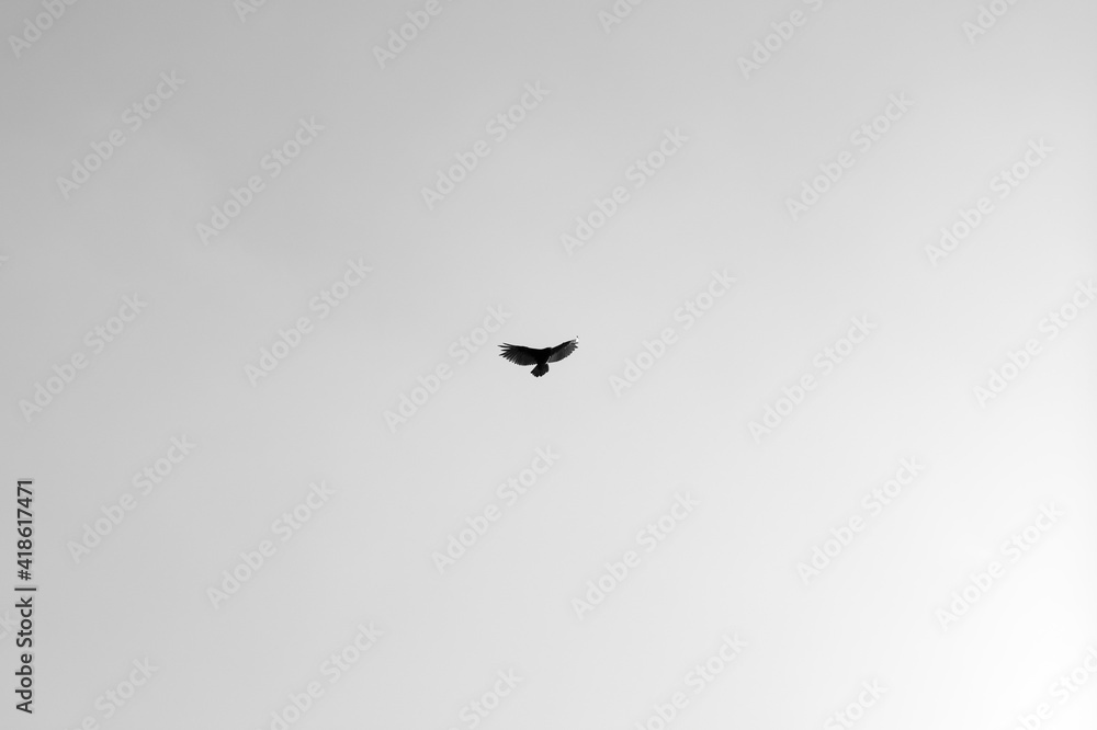 Fototapeta premium bird in flight