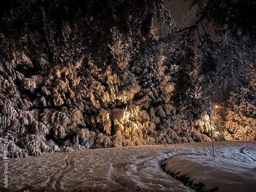 trees covered in snow