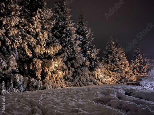 snow covered trees