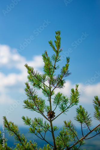 pine tree against sky