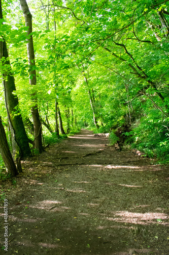 path in the forest
