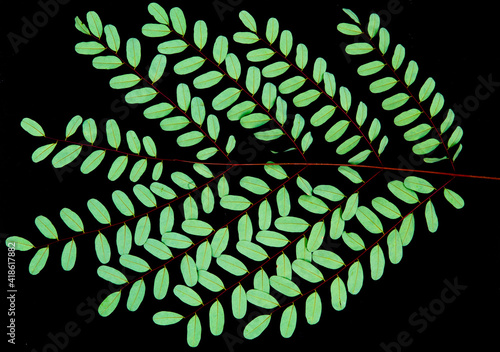 Leaves of brazilwood tree (Caesalpinia echinata) isolated on black background photo