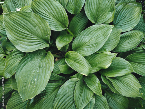 Large green veined garden lily leaves. View from above. Natural background.