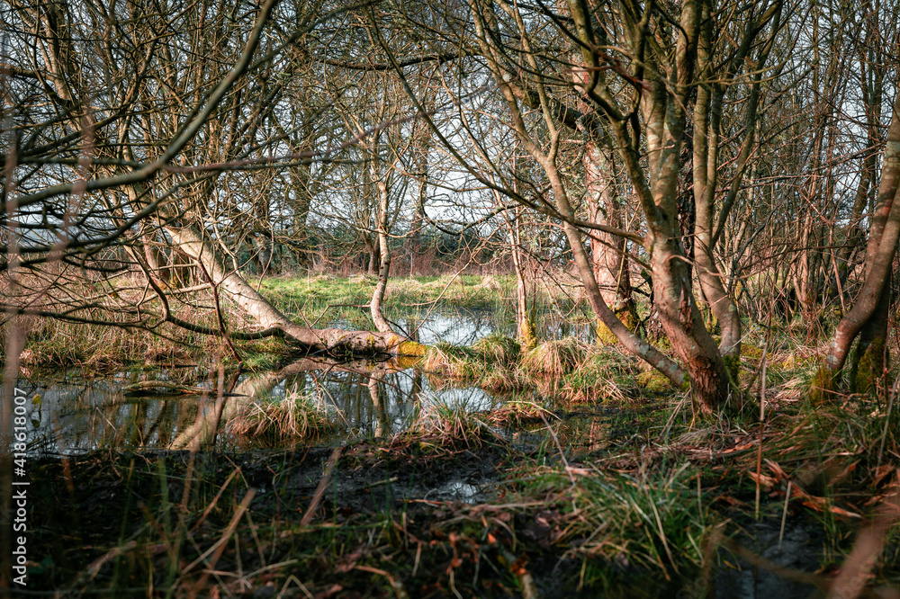 Intense swamp foliage in amongst trees with a lot of thin leafless sticks. Messy environment with a small body of water reflecting the brown environment in the spring afternoon sunlight. Intense swamp foliage in amongst trees with a lot of thin leafless sticks. Messy environment with a small body of water reflecting the brown environment in the spring afternoon sunlight.
