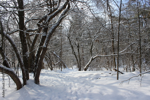 Snowy path in winter forest