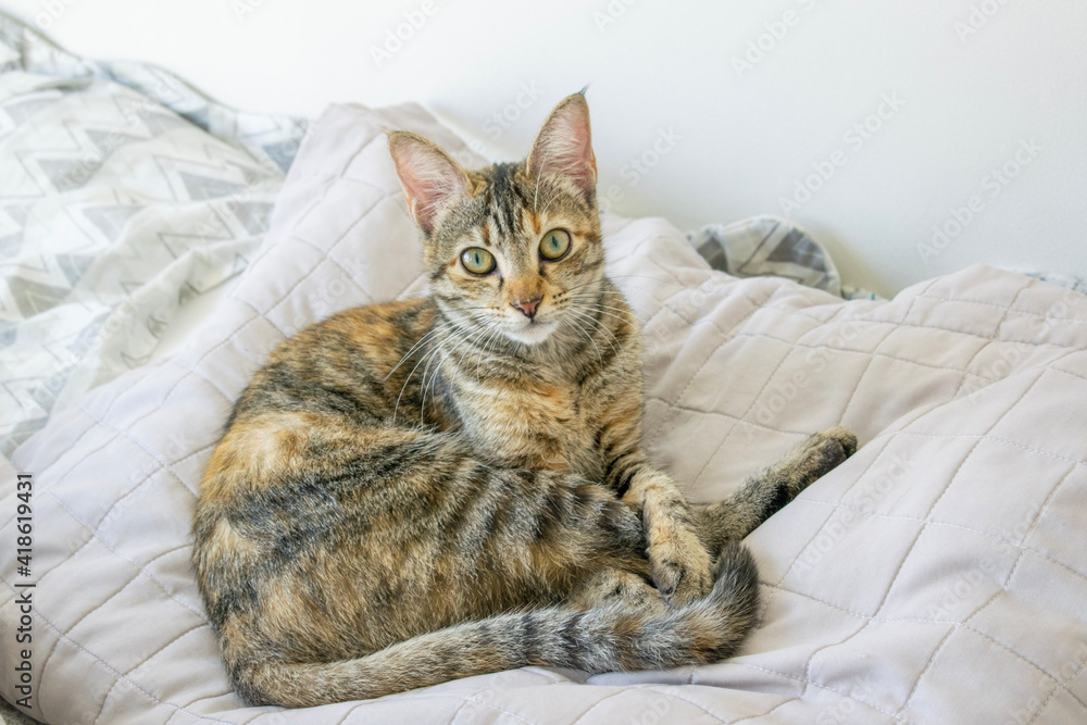 cat sleeping on the bed