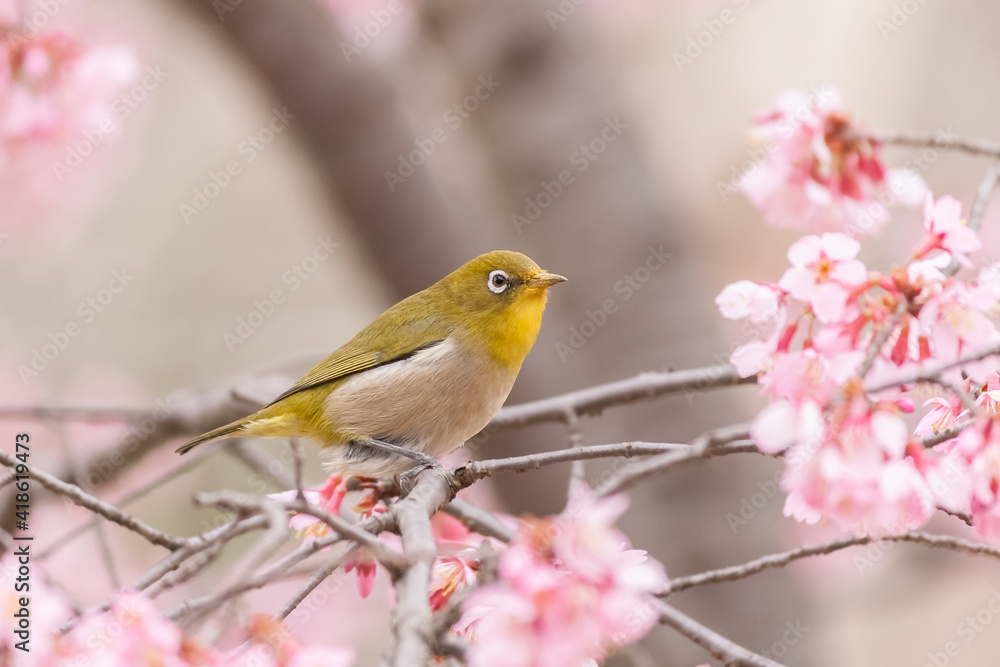 メジロとオカメザクラ メジロとオカメザクラ