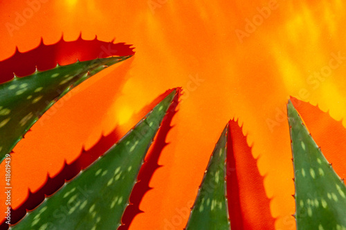 Aloe vera leaves on orange background 