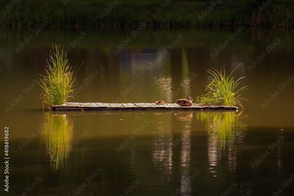 Obraz premium ducks on a raft