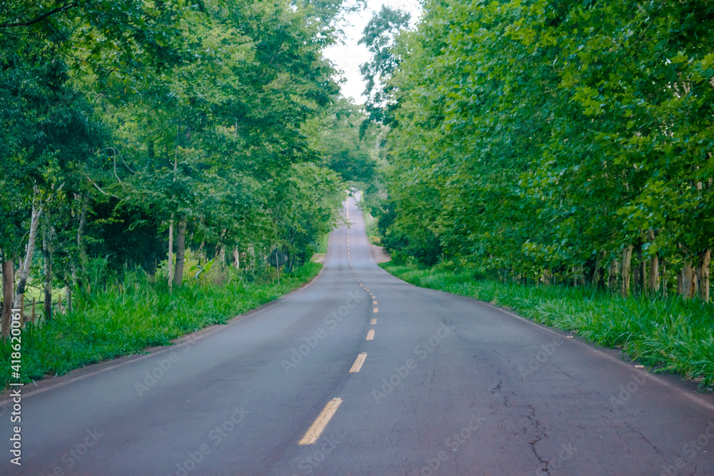 Fototapeta premium road in the forest