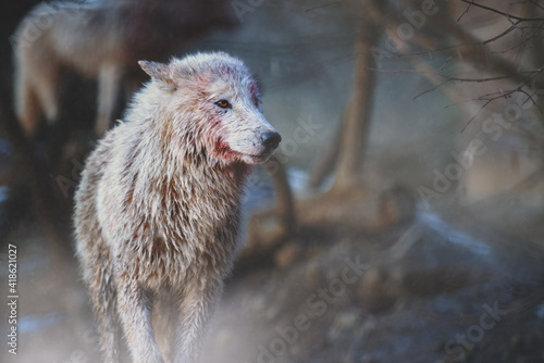 Portrait of a female arctic wolf (Canis lupus arctos) with blood stained fur after a fight for a male. Also known as the white wolf or polar wolf.