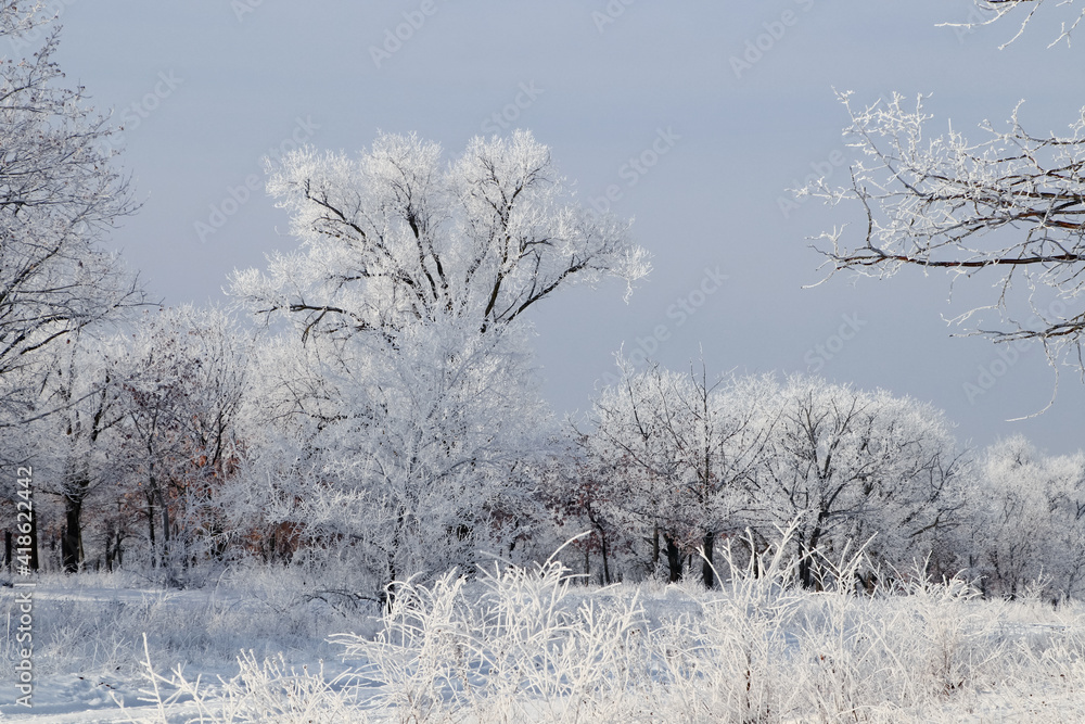 custom made wallpaper toronto digitalPlants covered with hoarfrost outdoors on winter morning