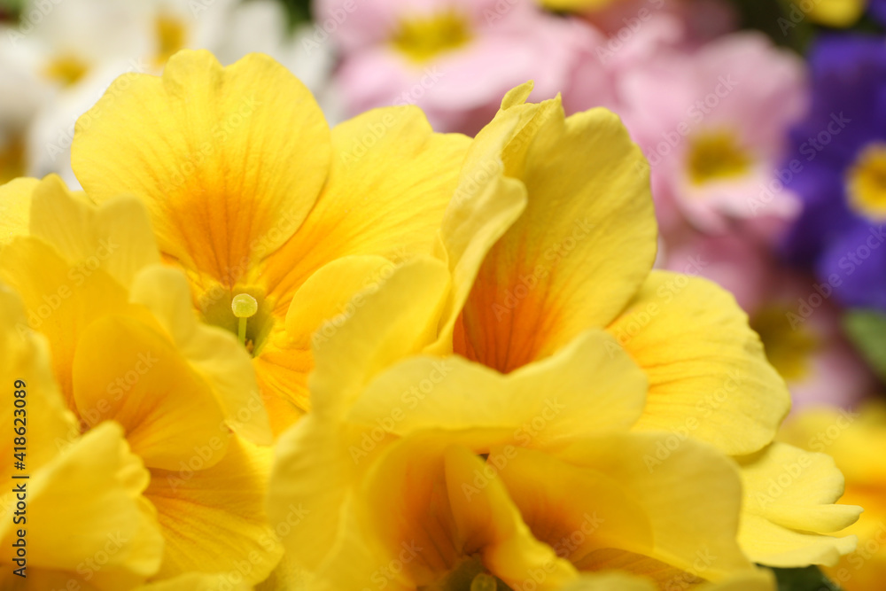 Beautiful primula (primrose) plant with yellow flowers on blurred background, closeup. Spring blossom Beautiful primula (primrose) plant with yellow flowers on blurred background, closeup. Spring blossom