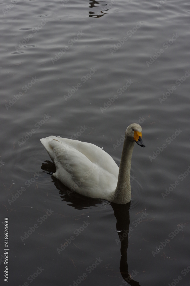 Obraz premium 厳しい寒さを避けて越冬で飛来地へと渡ってきた、美しい白い羽毛のオオハクチョウ