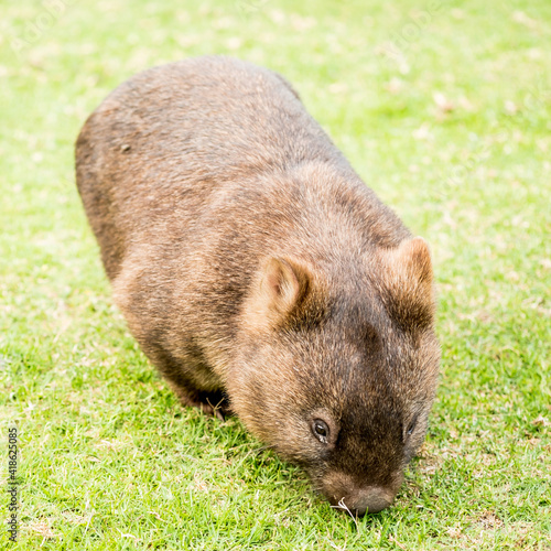 A Cute Wombat found in Green Cape Area