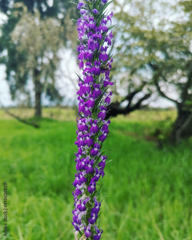 Flor violeta de primavera por la mañana Flor violeta de primavera por la mañana