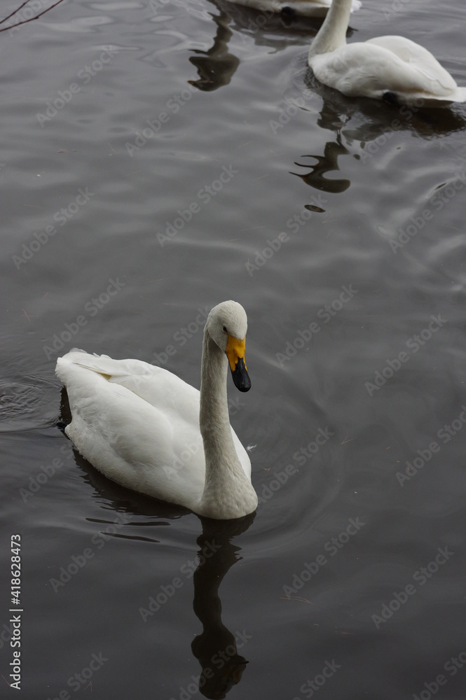 Obraz premium 厳しい寒さを避けて越冬で飛来地へと渡ってきた、美しい白い羽毛のオオハクチョウ