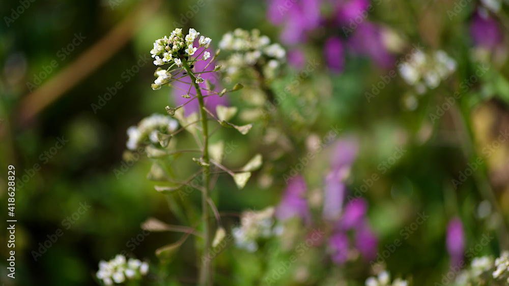 wild flowers in spring