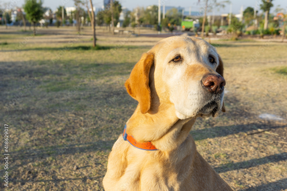 funny look of an old white labrador in park