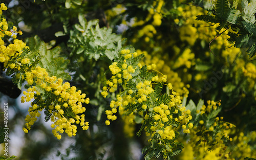 yellow flowers on the background