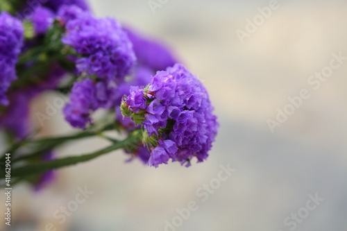 Pink limonium and green branches，Limonium sinense (Girard) Kuntze 