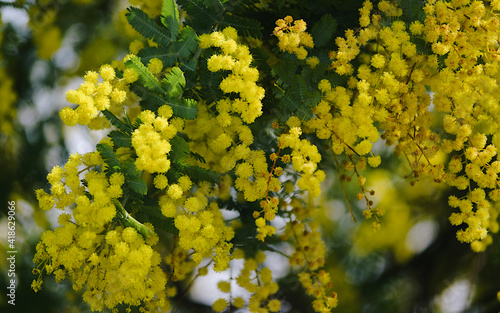 close up of flowers