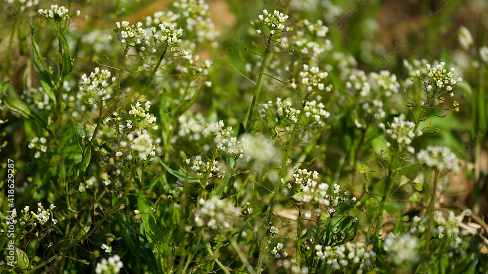 grass in spring grass in spring