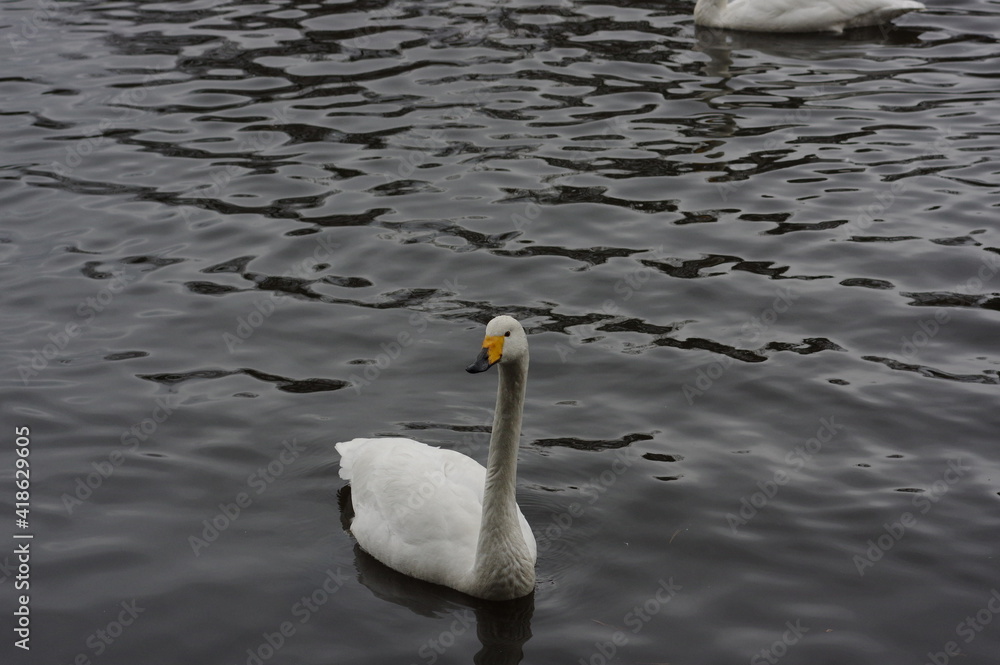 Obraz premium 厳しい寒さを避けて越冬で飛来地へと渡ってきた、美しい白い羽毛のオオハクチョウ