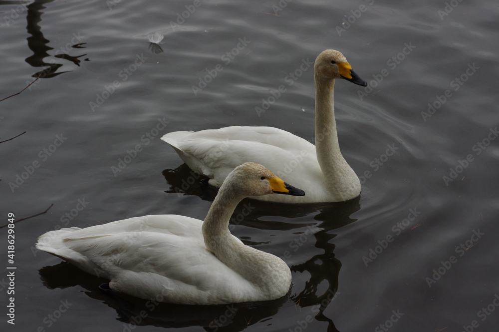 Obraz premium 厳しい寒さを避けて越冬で飛来地へと渡ってきた、美しい白い羽毛のオオハクチョウ