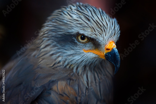 Portrait of predator bird . Close up image of the eagle