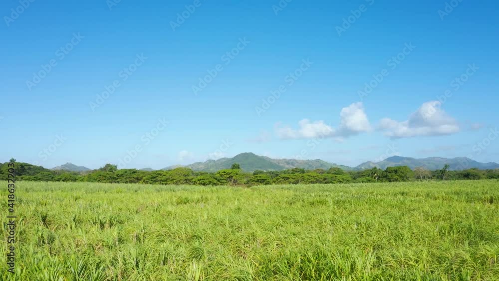 Grass field on a summer sunny day. Green grass and hills under a blue sky on a tropical peninsula. Bright beautiful landscape. Grass field on a summer sunny day. Green grass and hills under a blue sky on a tropical peninsula. Bright beautiful landscape.