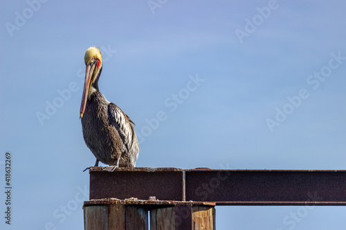 Photography Close up of pelican on Pier in San Francisco Bay