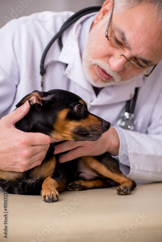 Fototapeta Naklejka Na Ścianę i Meble -  Old male vet doctor examining dog in the clinic