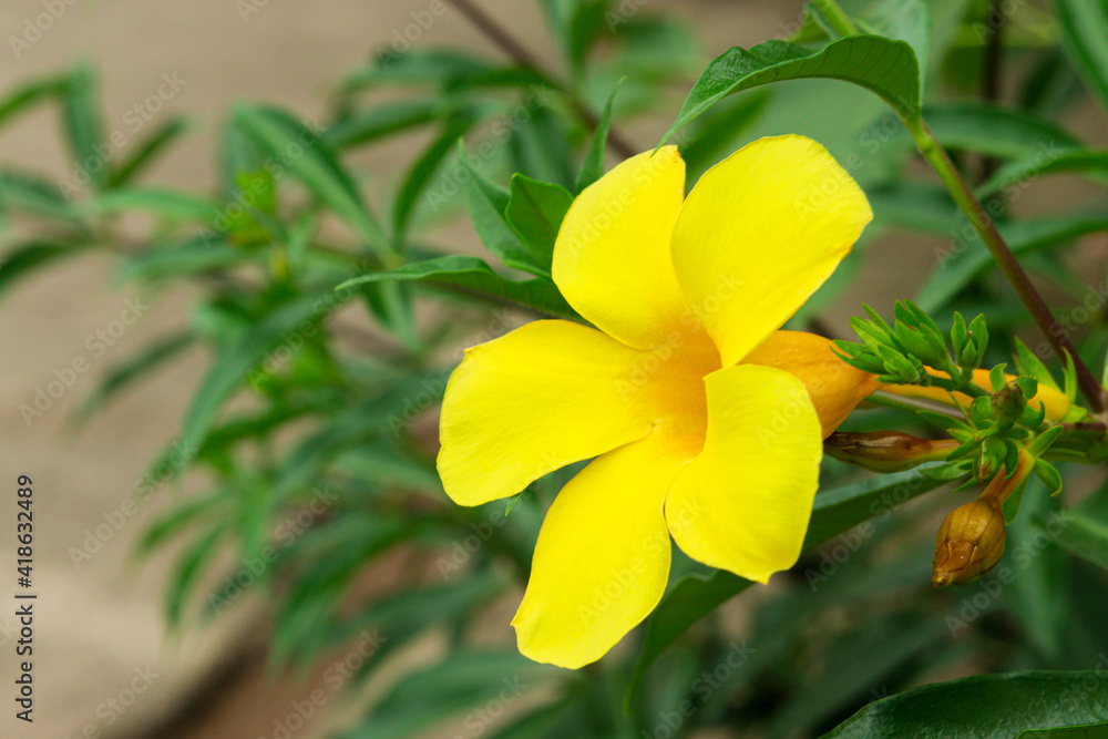 Brazilian flower Brazilian flower