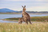 Kangaroo and joey standing in the grass at Lake Wivenhoe, Queensland, Australia