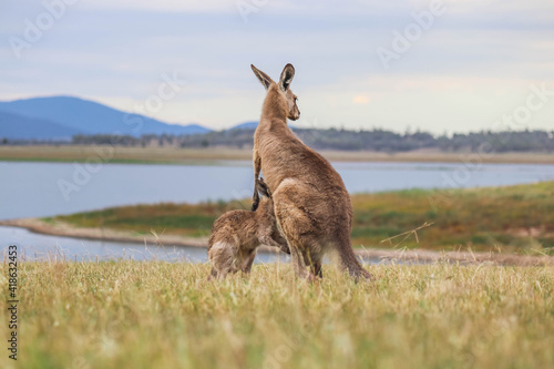 Kangaroo and joey standing in the grass at Lake Wivenhoe, Queensland, Australia