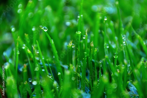 Wet Grass