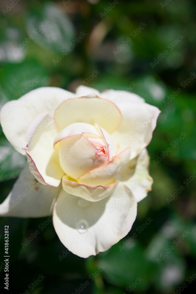 白いバラの花のクローズアップ
