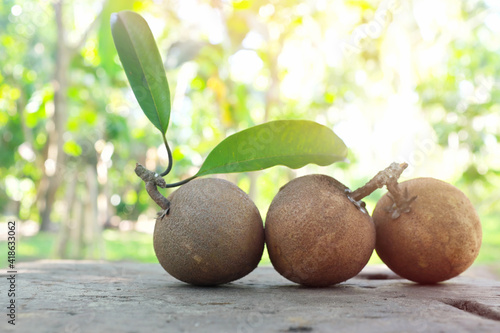 Selective focus of fresh harvest sapodilla or chico tropical fruit with copy space. photo