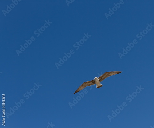 Black Sea gull in the sky over the sea summer