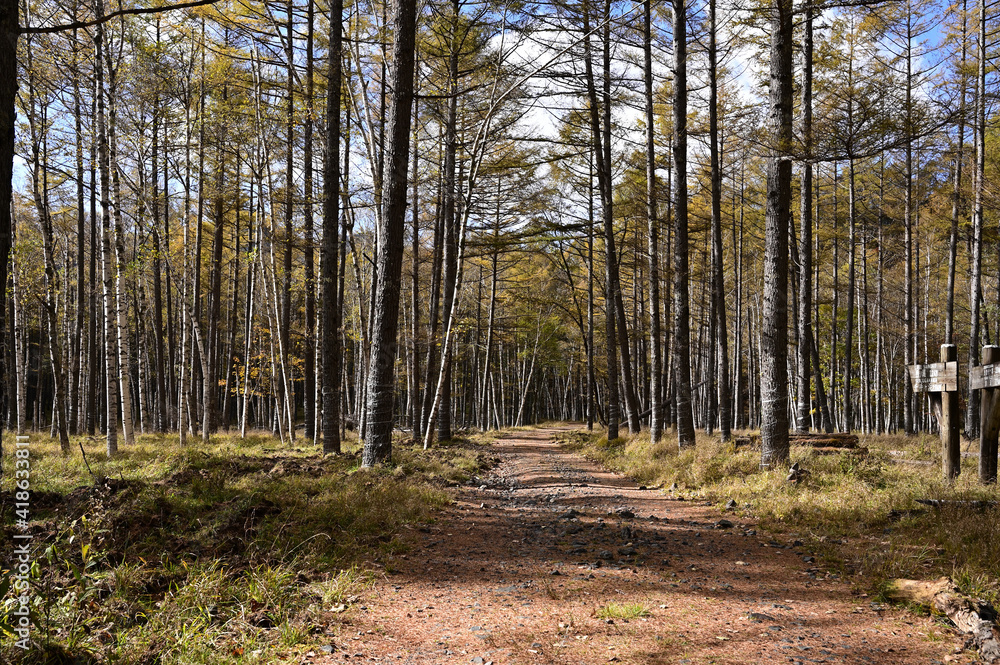 Obraz premium 小田代原～西ノ湖への道（奥日光）