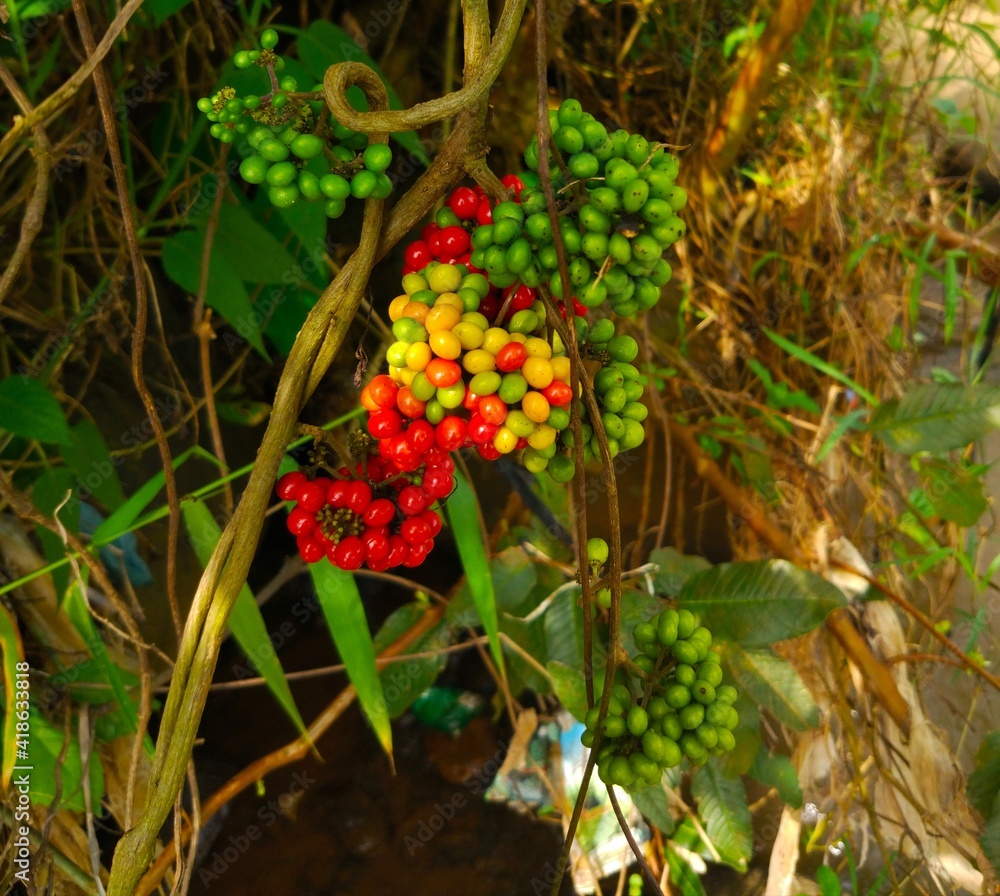 photo of wild fruit that usually grows around the riverside photo of wild fruit that usually grows around the riverside
