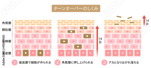 ターンオーバーのしくみ　肌の断面図