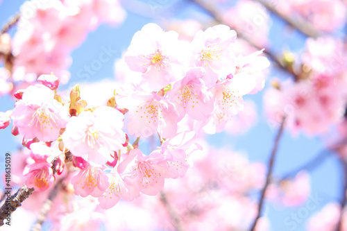 桜 満開 春 サクラ さくら ピンク 花びら 新生活 卒業 入学 美しい 淡い かわいい 優美