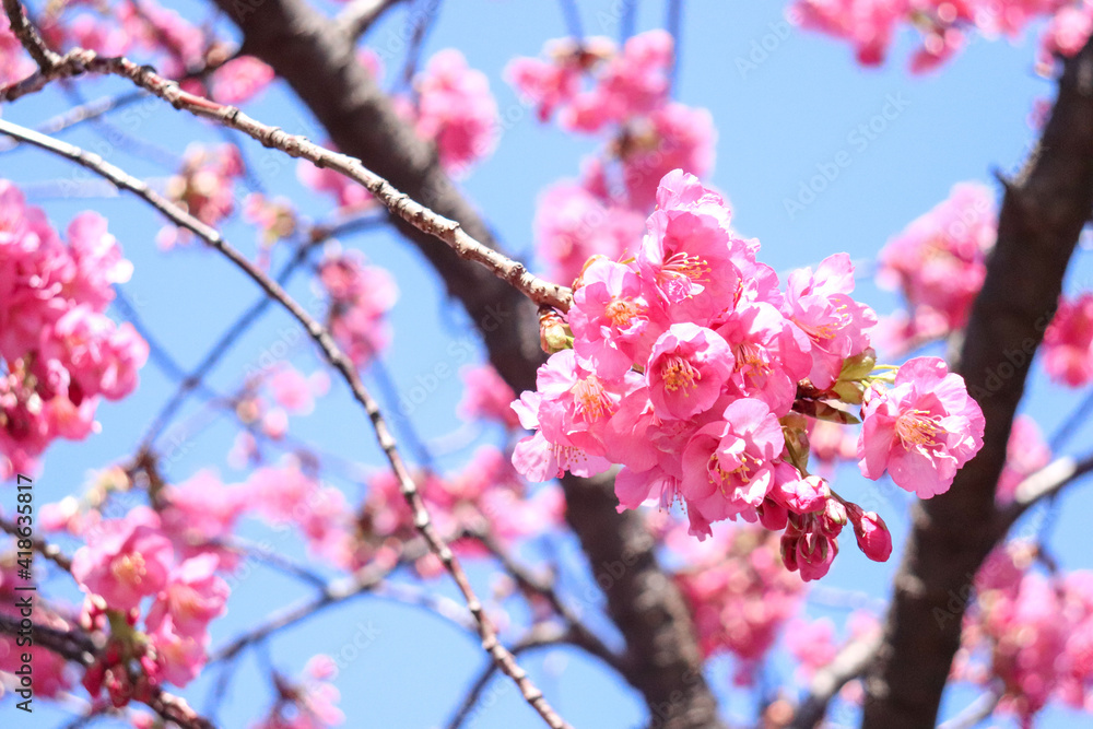 桜 花見 さくら サクラ 穏やか ピンク 入学 卒業 美しい きれい 花見 満開