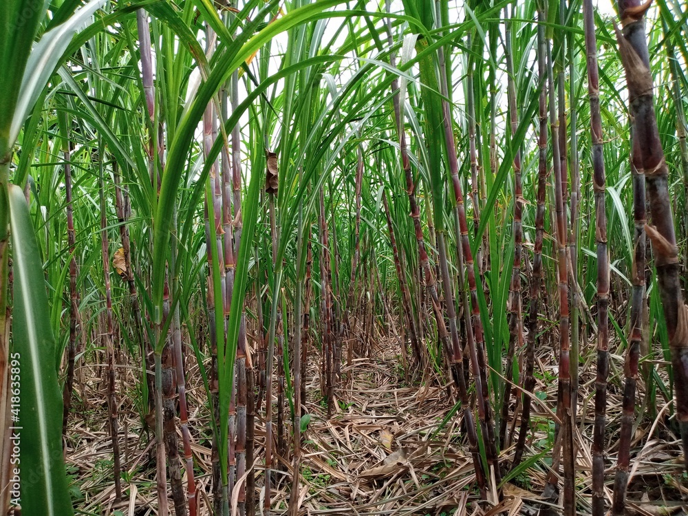 Fototapeta premium sugar cane in dry field in Indonesia farm