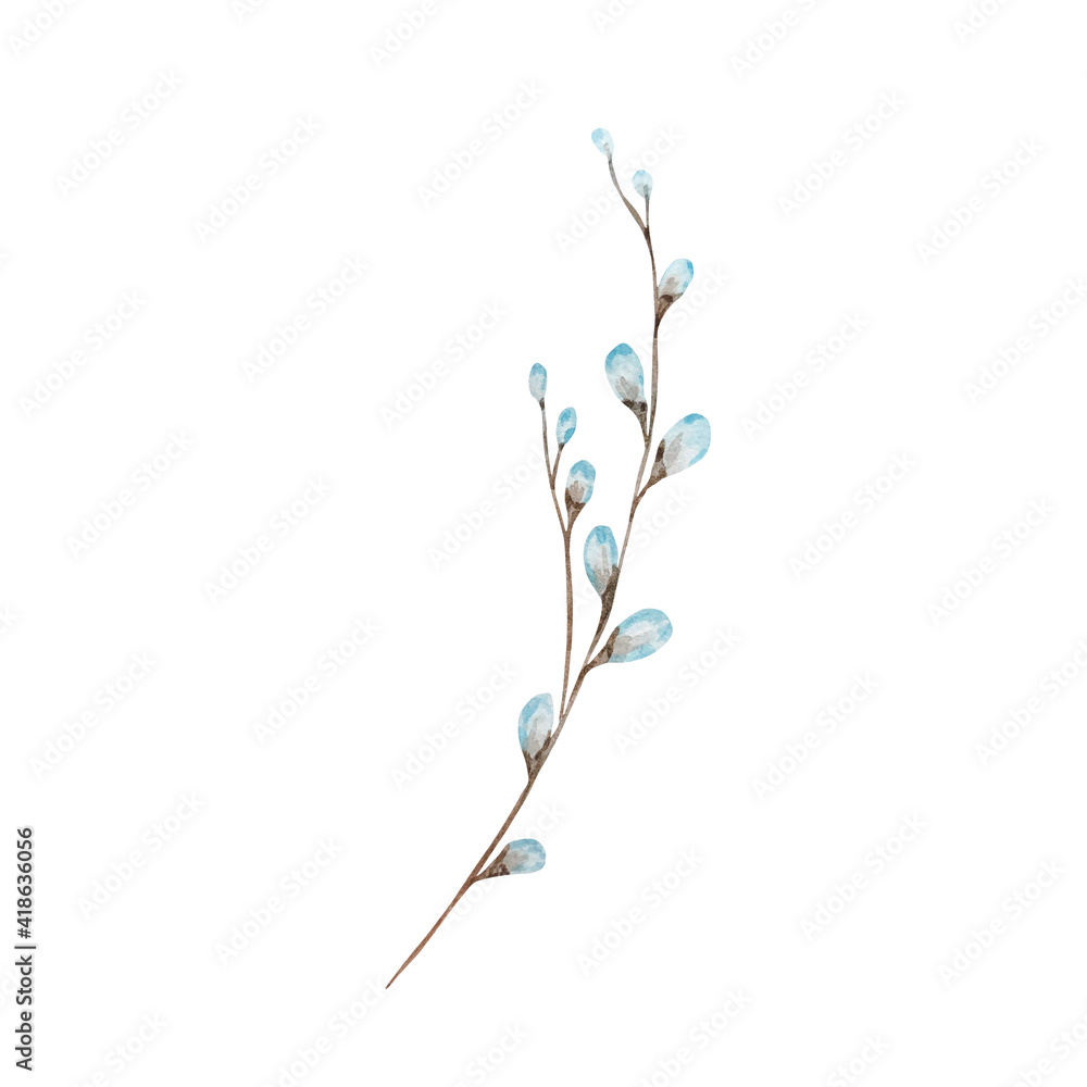 Watercolor illustration of a willow branch Watercolor illustration of a willow branch