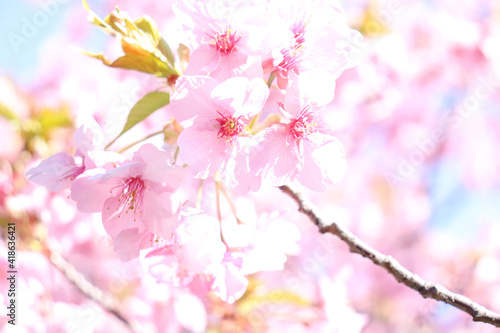 ピンク 桜 サクラ 満開 春 かわいい 美しい 淡い 春 花見 新生活 入学 卒業 © rin